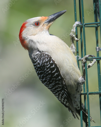 Red Bellied woodpecker side profile on feeder