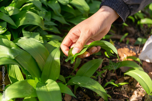 Wild garlic foraging in Scotland