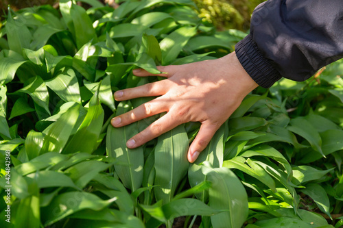 Fotografi Wild garlic foraging in Scotland