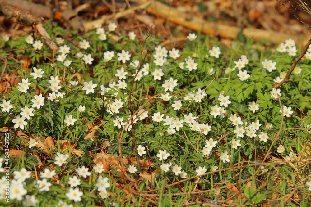 wind flowers in the woodlands of upper franconia wind flowers in the woodlands of upper franconia