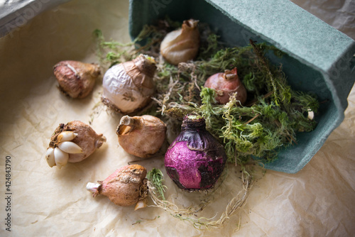Dry bulbs of tulips and hyacinths lie on craft packaging paper with beautiful eco-friendly waste paper and sphagnum moss, ready for storage with space for text