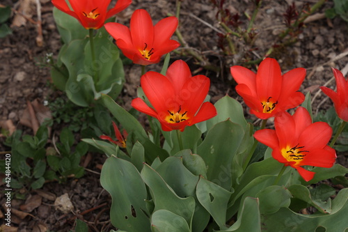 Beautiful red tulips in spring in the flowerbed