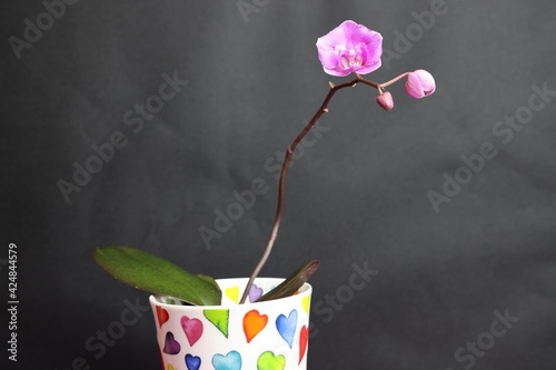 Pink orchid with two buds in a beautiful pot, P Little Mary Peloric, mood, background, March 2021 photo