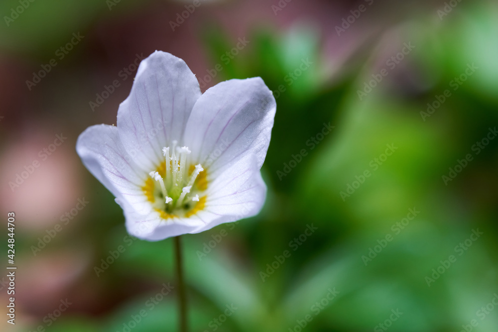 Fototapeta premium Oxalis acetosella (Wald-sauerklee) blooms in the forest. White bloomed against green background. Single plant. Top view.