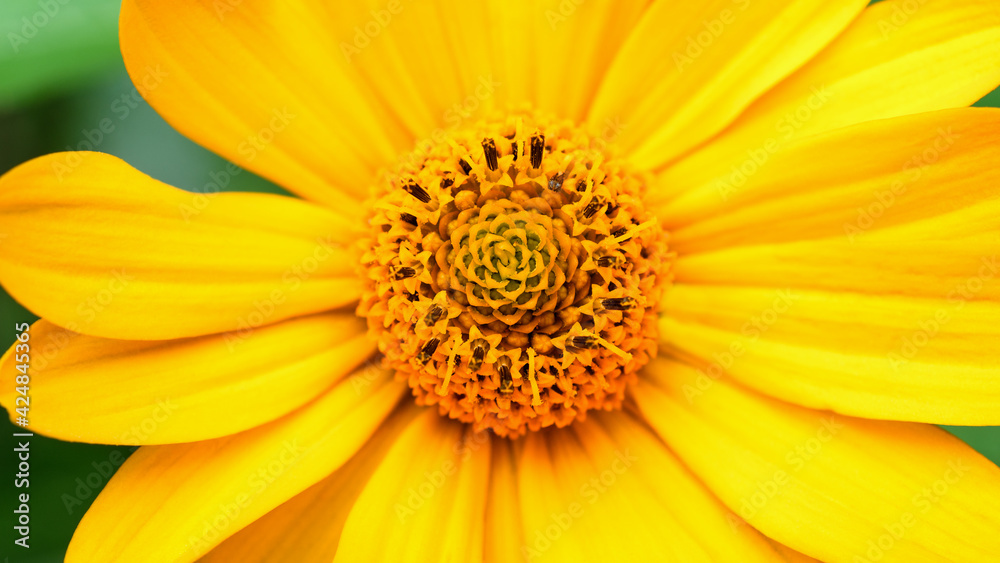 Yellow flower close-up, macro. Floral background. Yellow flower close-up, macro. Floral background.