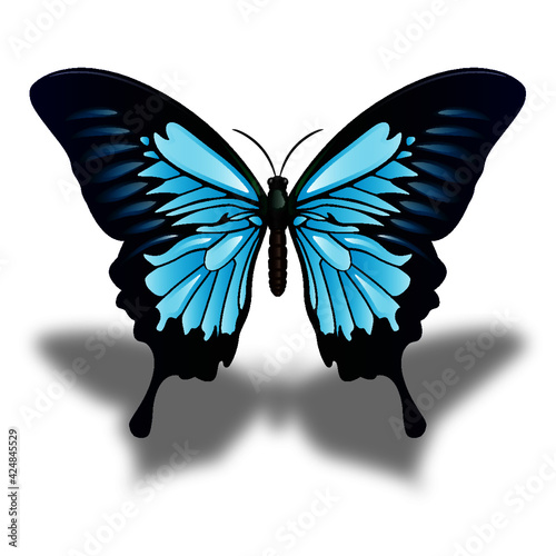 Mariposa de color hermosa de  primavera