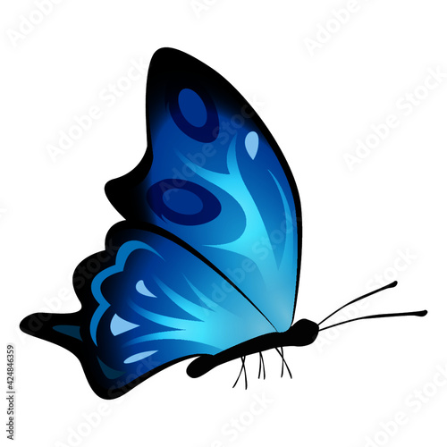 Mariposa de color hermosa de  primavera