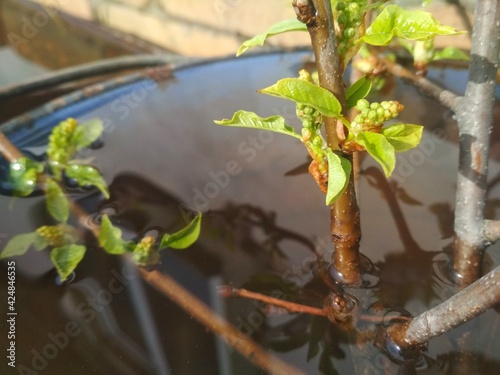spring leaves in the water