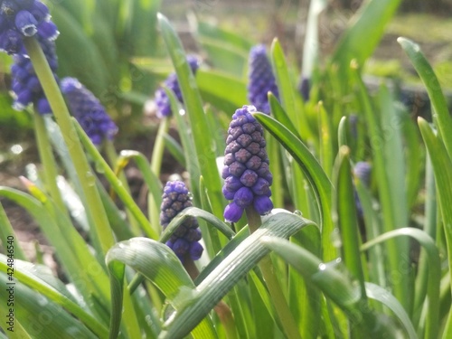 blue hyacinth flower