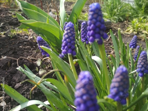 blue grape hyacinths