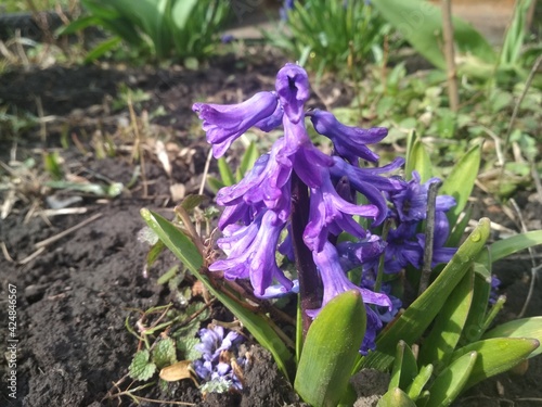 flowers in the garden
