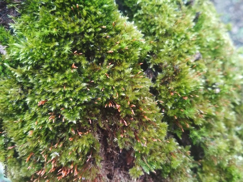 moss on the wall