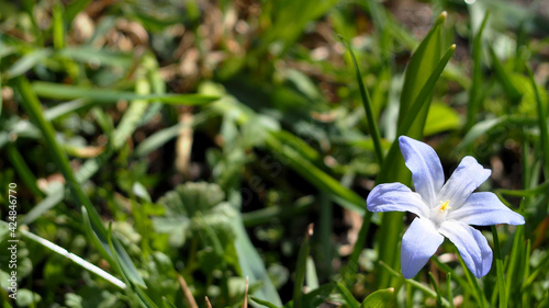 Foto a bud of light blue scylla grows among green grass side view