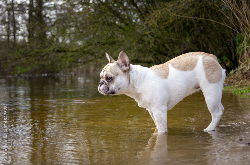 french bulldog puppy stands with short legs in the water in the forest
