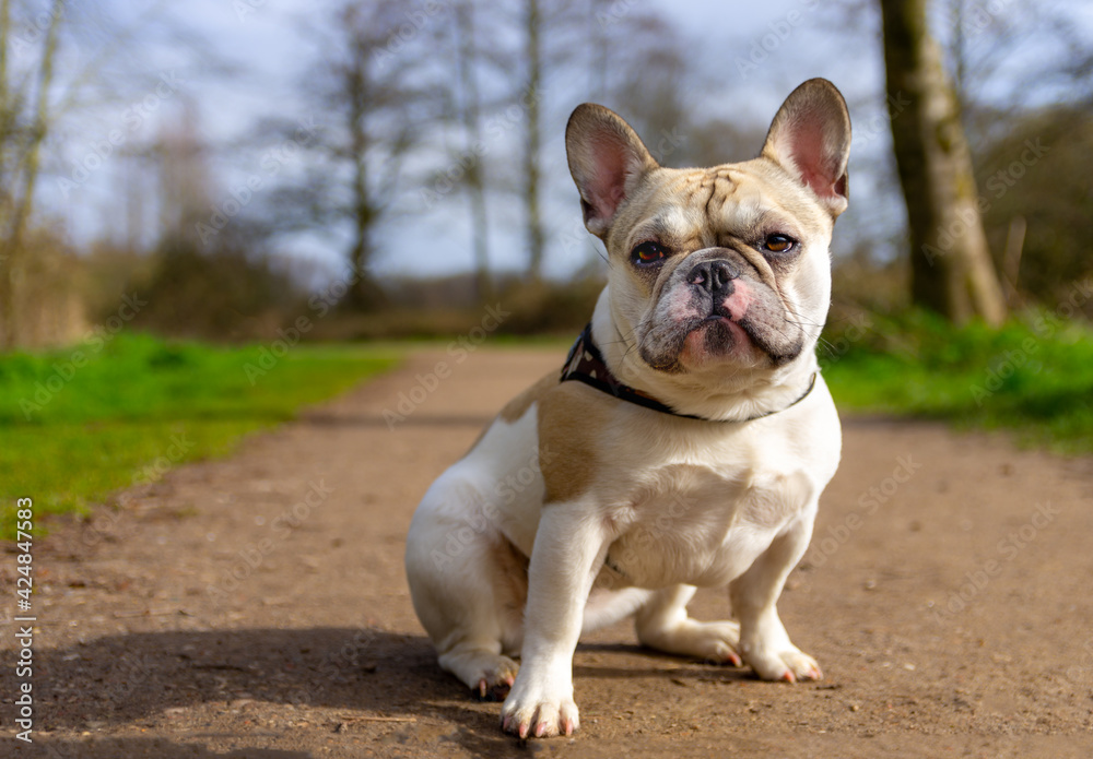 portrait of a tough french bulldog puppy on a path in the park. portrait of a tough french bulldog puppy on a path in the park.