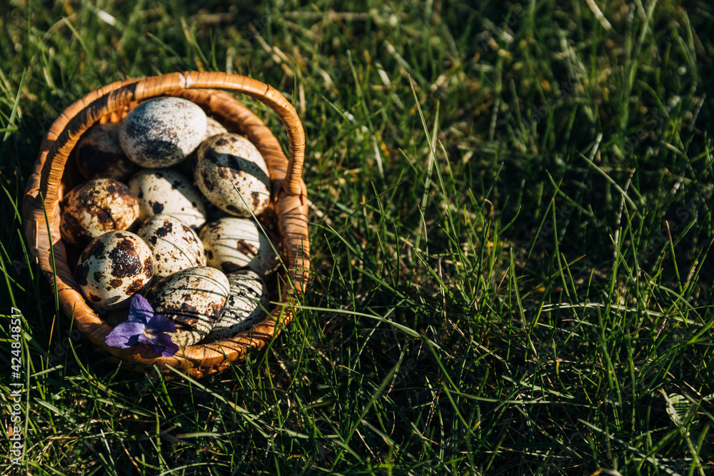 quail eggs in the basket grass background quail eggs in the basket grass background