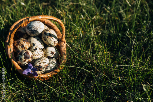 quail eggs in the basket grass background © Ligita Kluga