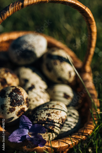 quail eggs in the basket with purple flowers close up