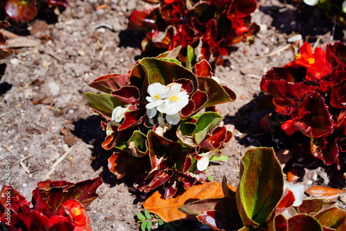 A close up of white flowers of Begonia semperflorens cultorum (group of wax or fibrous rooted begonias)	 photo