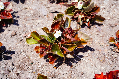 A close up of white flowers of Begonia semperflorens cultorum (group of wax or fibrous rooted begonias) photo