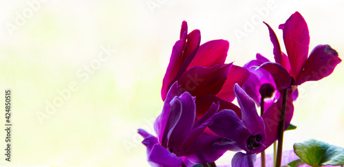 pink cyclamen flower on blurred white background