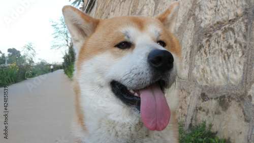 portrait of a dog akita inu 