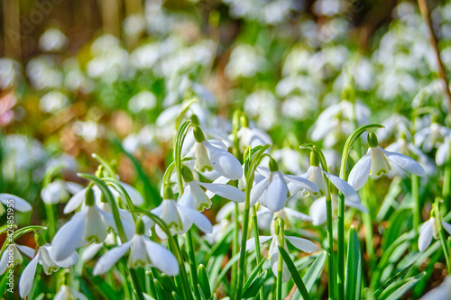 Close up of snowdrops with much more in background, in forest at spring 