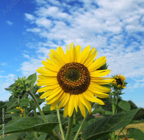 Fototapeta Naklejka Na Ścianę i Meble -  Blooming sunflower against a blue sky with beautiful clouds.