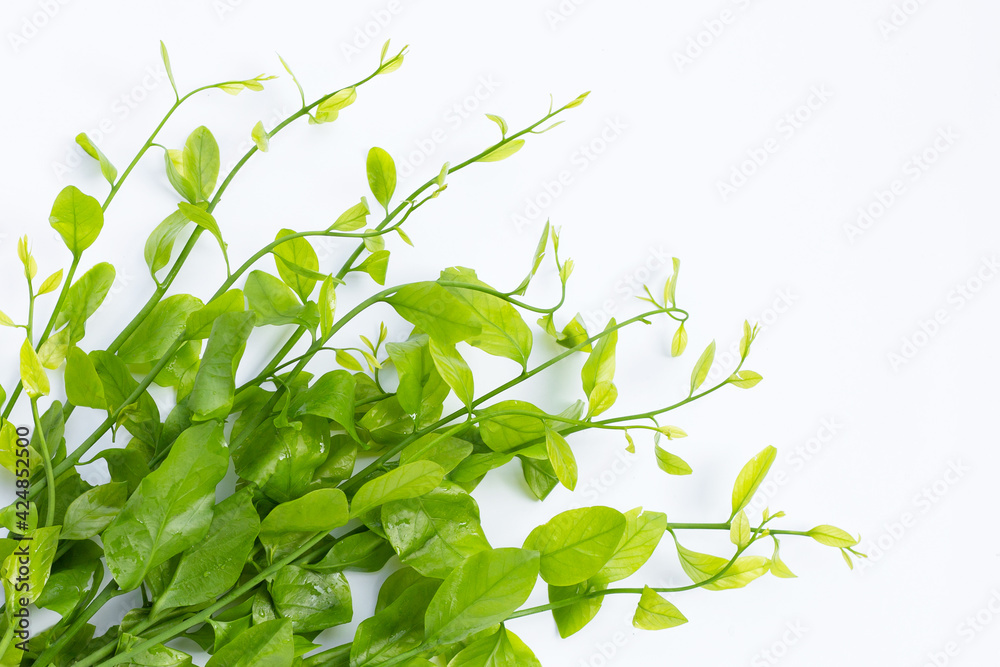 Melientha suavis pierre leaves on white Melientha suavis pierre leaves on white