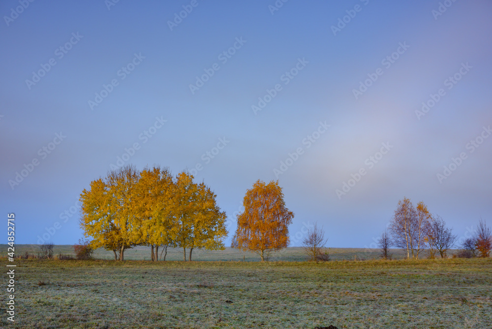Calm autumn morning scenery, yellow trees Calm autumn morning scenery, yellow trees
