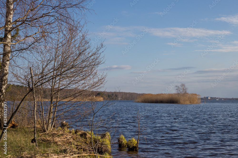 Obraz premium Spring river landscape. On the shore - birches and trees without leaves on the background of blue sky and white clouds. In the foreground is a river. Russia