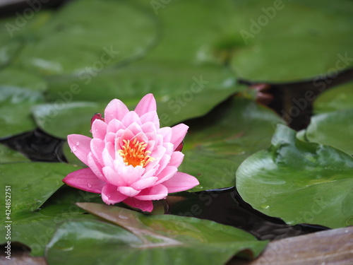 wet small bloom pink lotus in pool