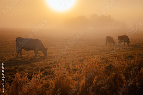 Cows on autumn morning pasture