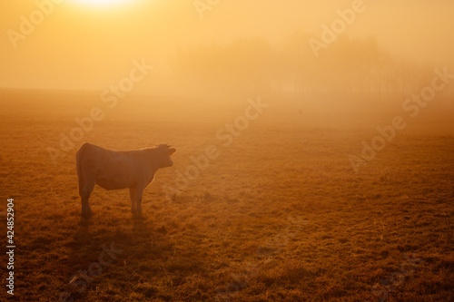 Cows grazing in a foggy field in the morning