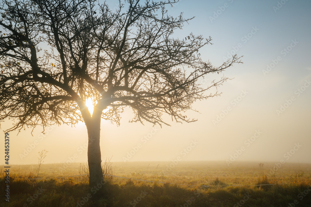 Alone tree in misty autumn morning, white edit space Alone tree in misty autumn morning, white edit space