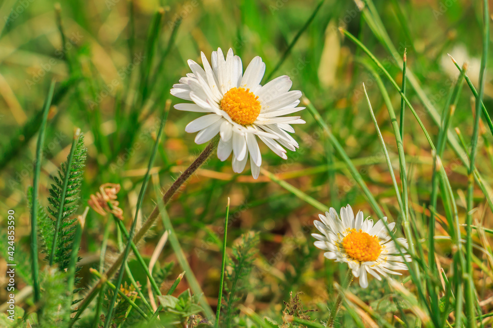 Two white flowers with yellow pistils and bee pollen on a meadow. Daisies between green grasses in springtime in sunshine. Pointed flower with white petals Two white flowers with yellow pistils and bee pollen on a meadow. Daisies between green grasses in springtime in sunshine. Pointed flower with white petals
