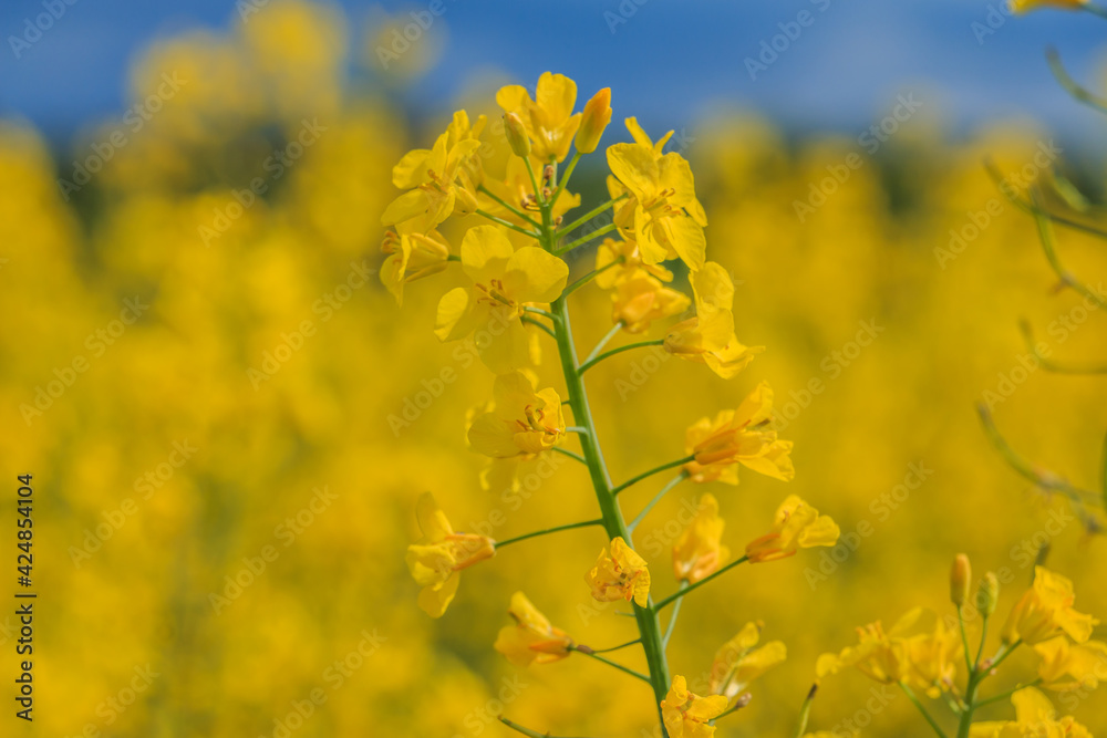 Single plant of rapeseed in sunshine. Several yellow flowers of the crop on a plant stem in summer. Pistils and pollen on the open flowers. In the background yellow flowers in soft bokeh Single plant of rapeseed in sunshine. Several yellow flowers of the crop on a plant stem in summer. Pistils and pollen on the open flowers. In the background yellow flowers in soft bokeh