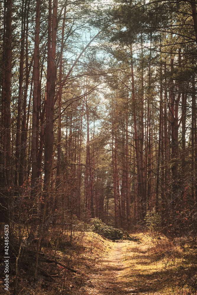 Pine forest with high trees in the morning sunshine, with a fallen tree blocking the path Pine forest with high trees in the morning sunshine, with a fallen tree blocking the path