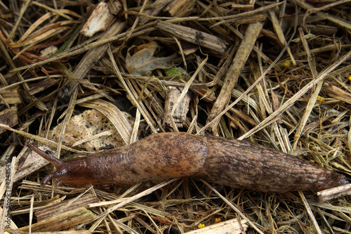 A slug crawls over straw in the garden photo