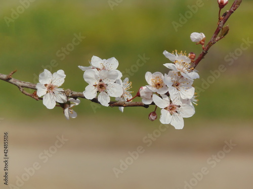 Blossoming in spring