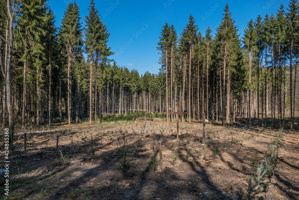 Christliche Holzkreuze im wiederaufforstenden Wald