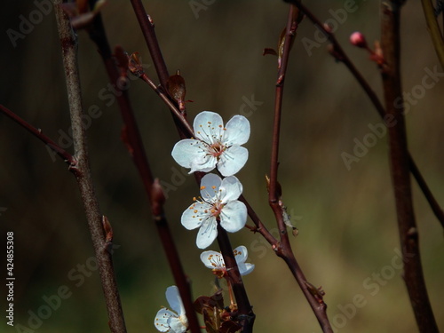 Blossoming in spring