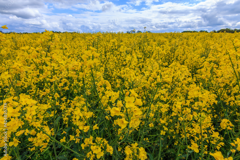 Many yellow flowers of a rapeseed field in summer. Arable land with crops of the cruciferous family. Field with clouds on the horizon. Rapeseed plants with green flower stems and branches