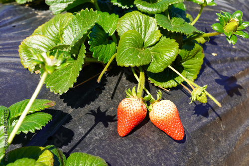 Strawberry field on fruit farm. Fresh ripe organic strawberry. close up