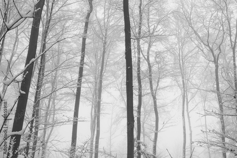 Wald Winter Schnee Nebel