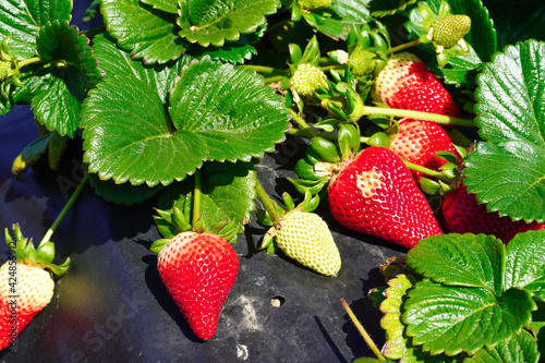 Strawberry field on fruit farm. Fresh ripe organic strawberry. close up