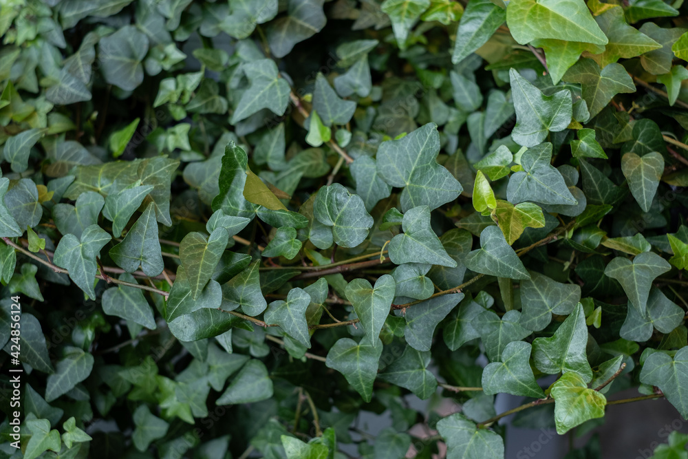 Green ivy background. Common ivy or Hedera helix is a clinging and climbing evergreen vine plant.