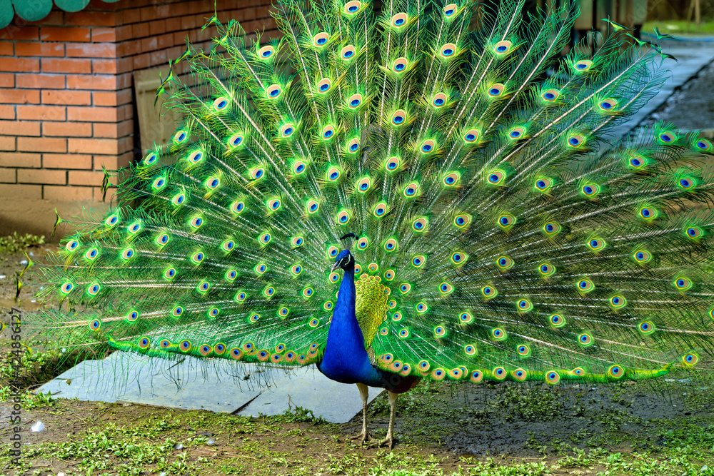 Obraz premium peacock in a spread tail in the park