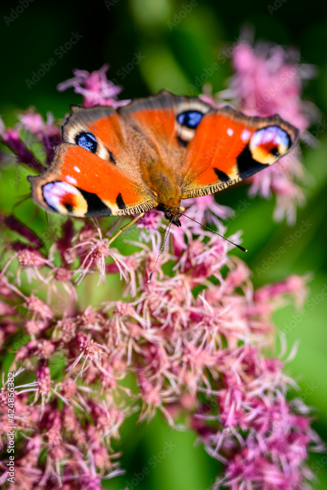 Obraz premium Butterfly peacock eye on a flower.