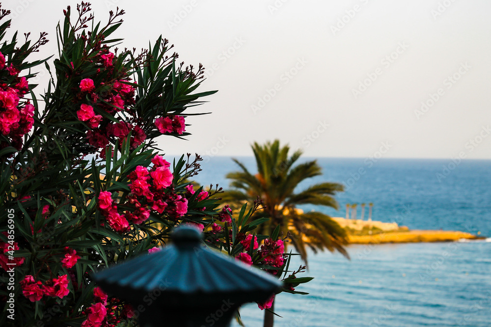 Vistas del mar con flores y palmeras.